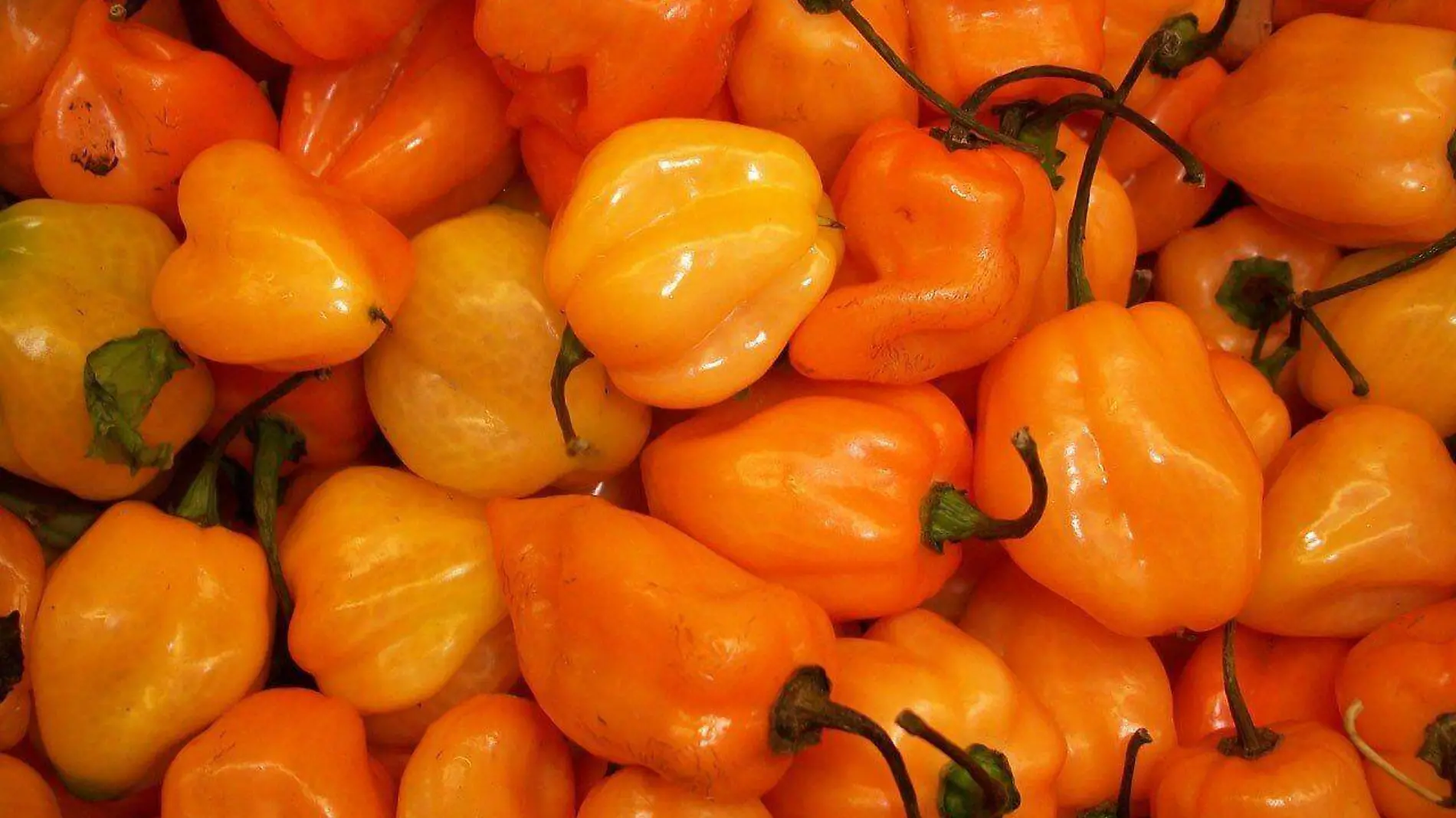 Chile habanero